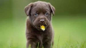 un chien dans un champs avec une fleur dans la bouche