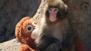 un singe qui tiens dans sa main un singe en peluche